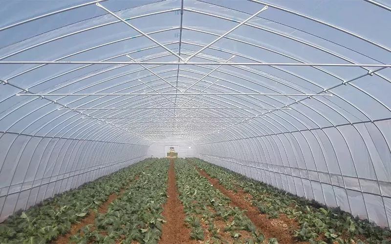 How Can Plastic Greenhouse Be Used?