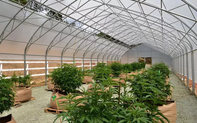 Medical Cannabis Film Greenhouse: A Game-Changer in the Industry