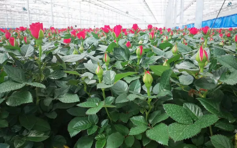 greenhouse