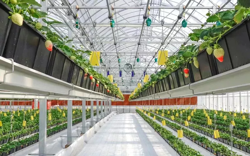 plastic greenhouse