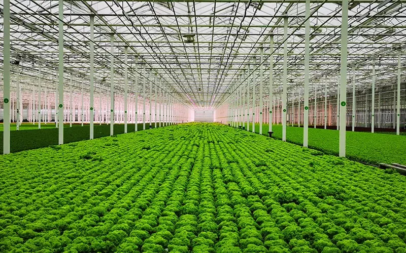 glass greenhouse